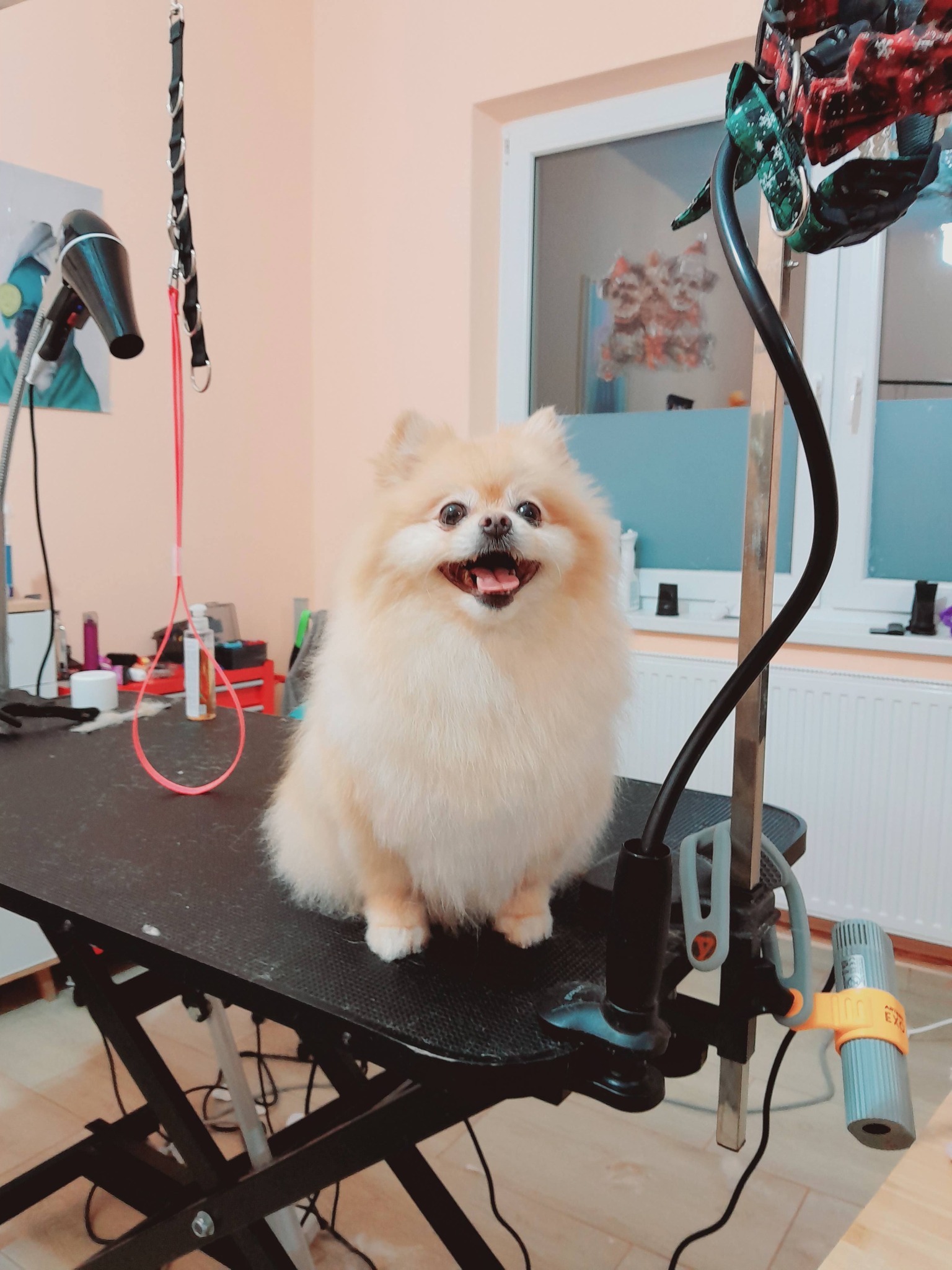 Hundepflege im Nono Hundesalon