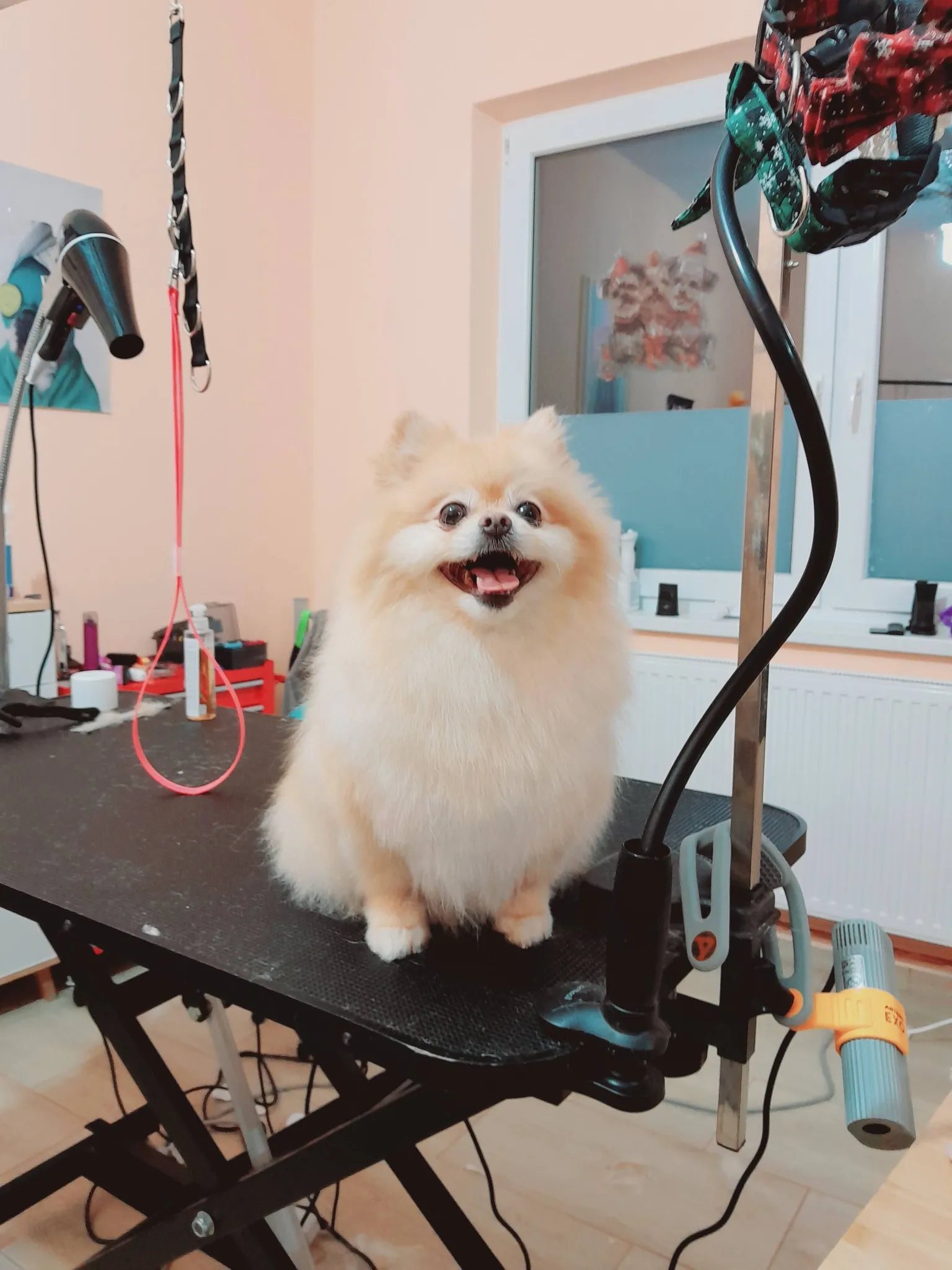 Hundepflege im Nono Hundesalon