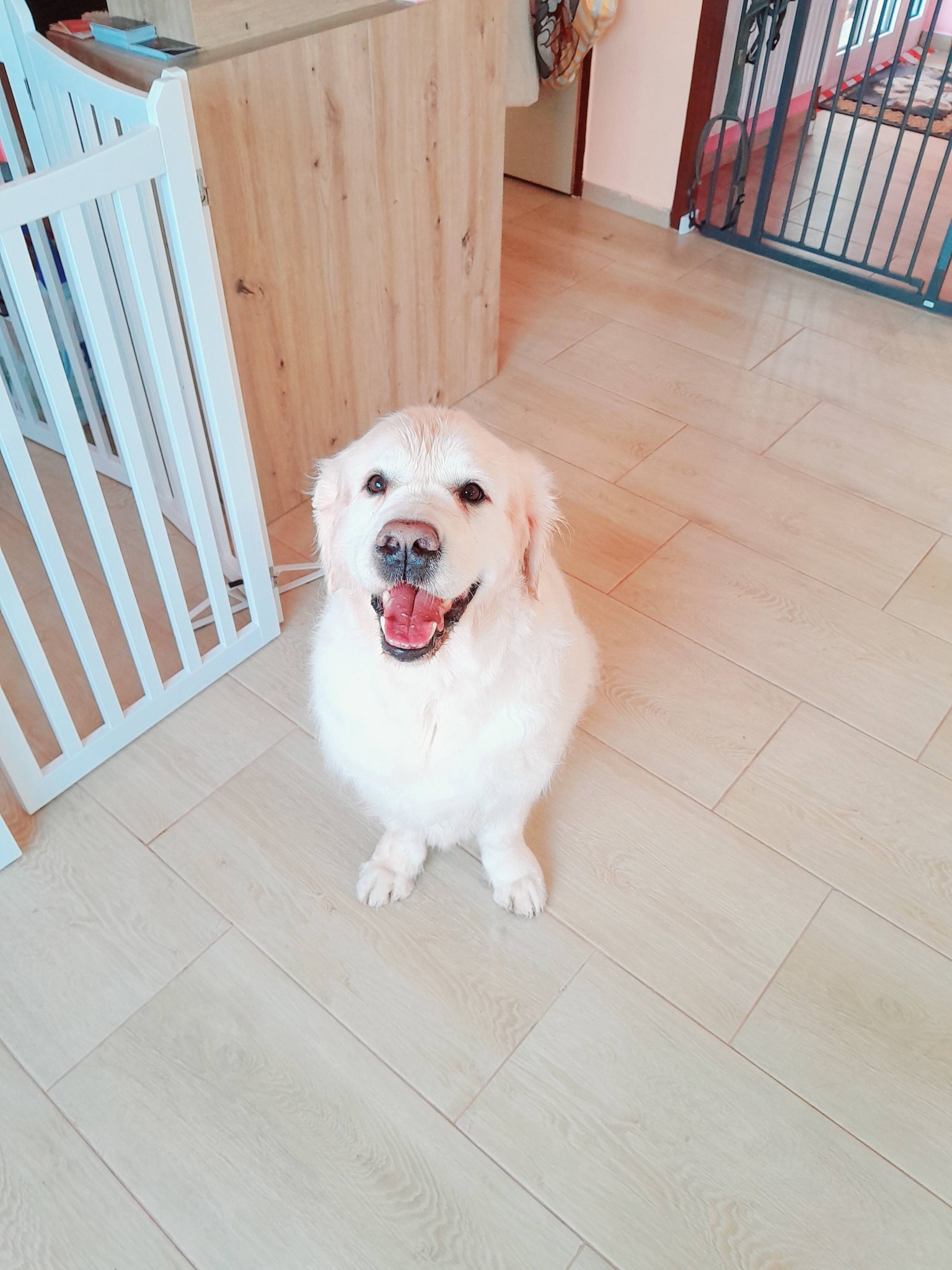 Hundepflege im Nono Hundesalon