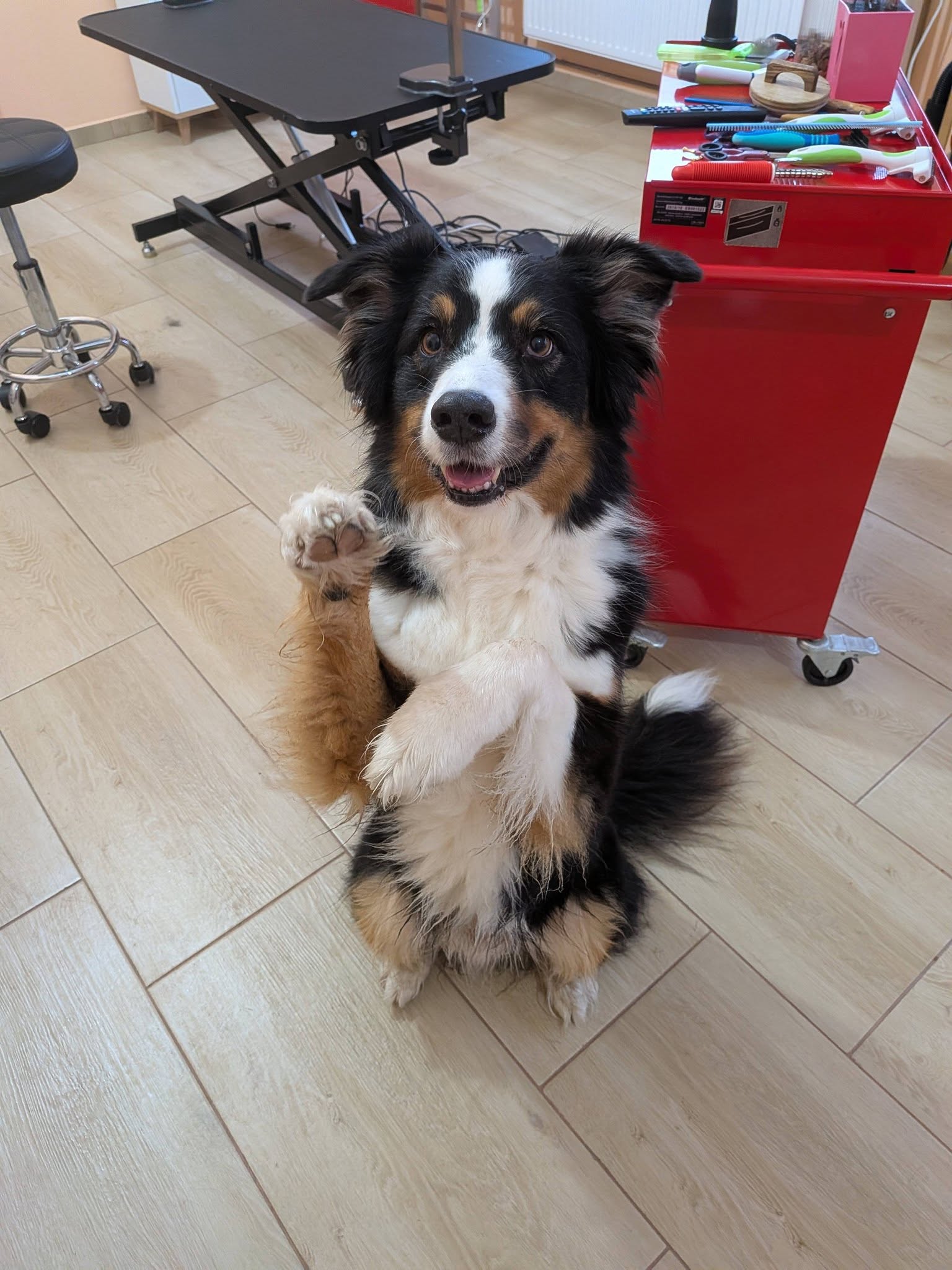 Hundepflege im Nono Hundesalon