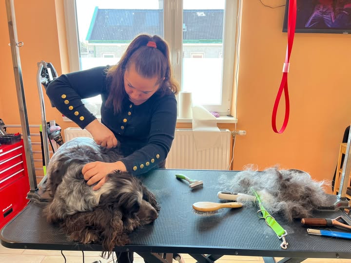 Hundepflege im Nono Hundesalon