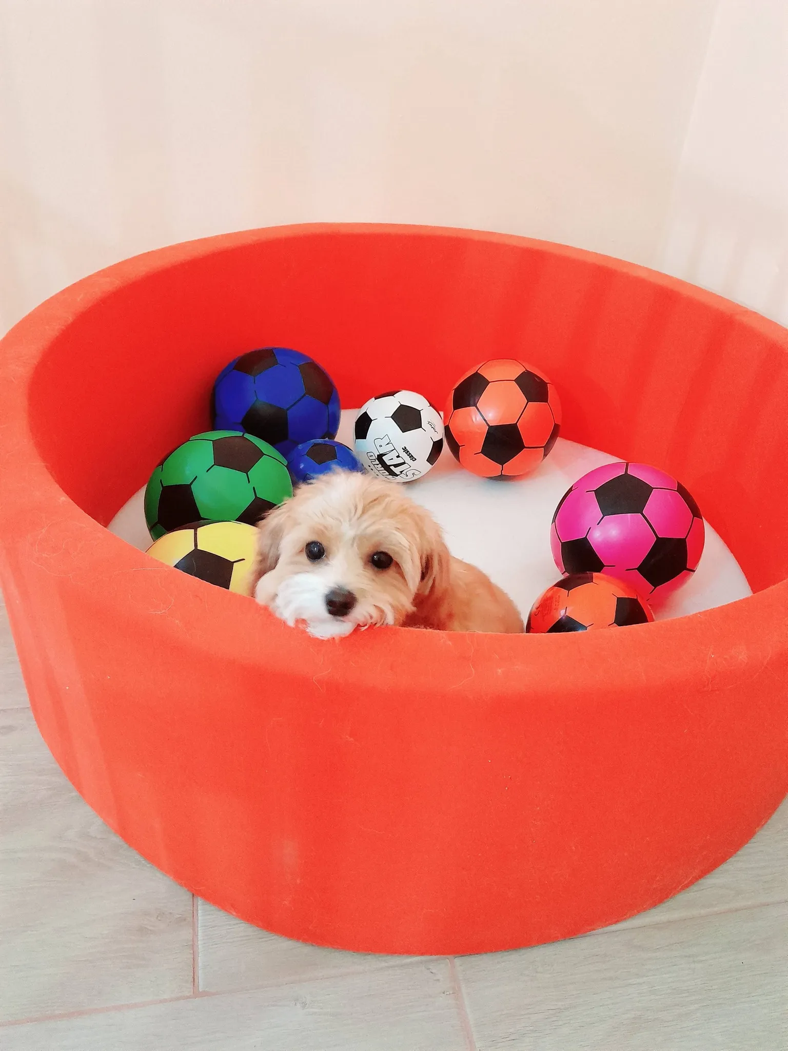 Hundepflege im Nono Hundesalon