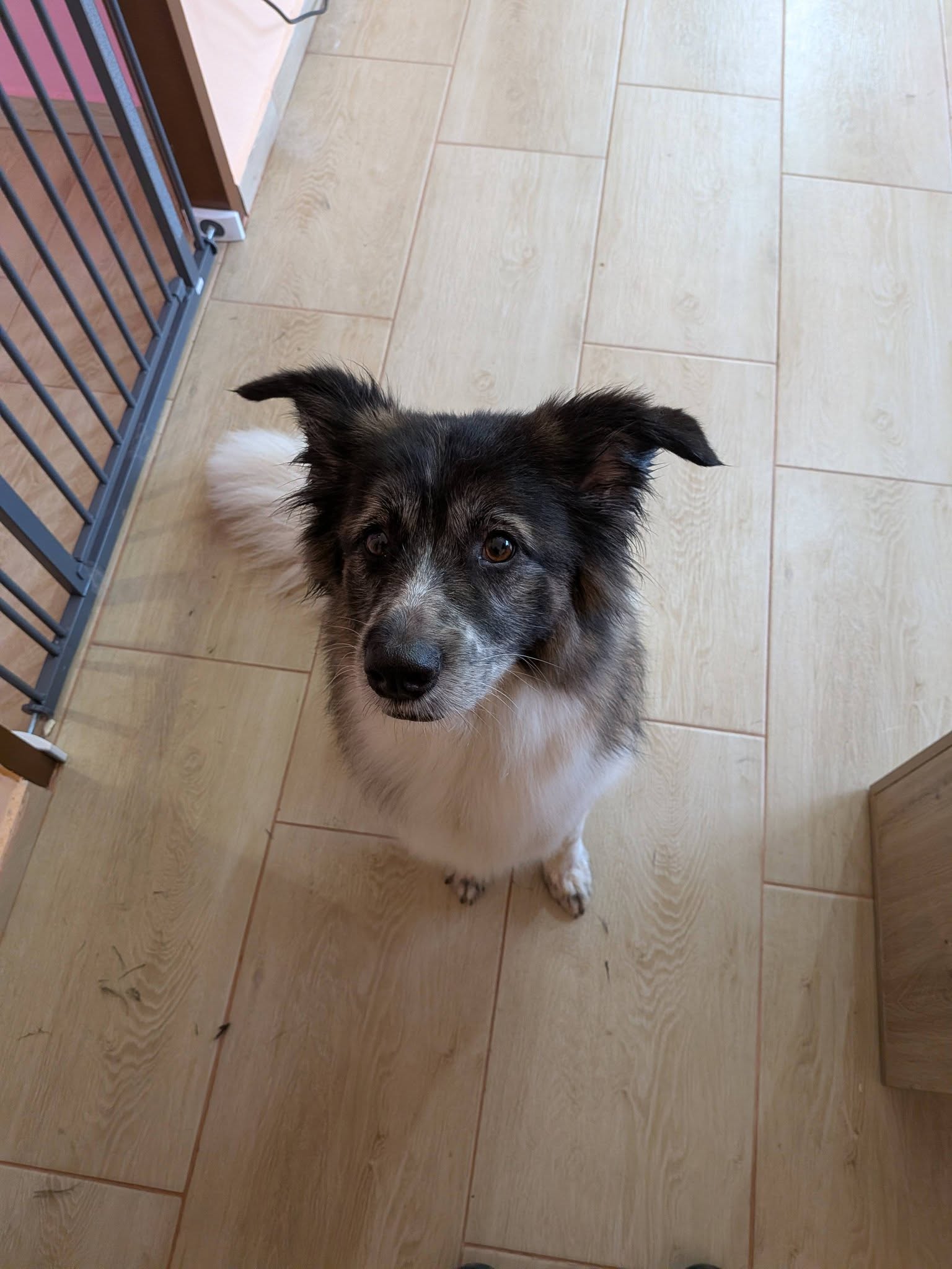 Hundepflege im Nono Hundesalon