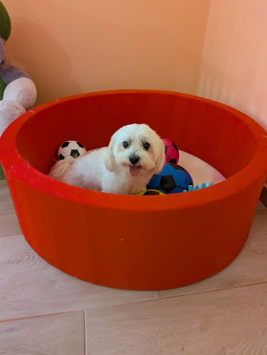 Hundepflege im Nono Hundesalon